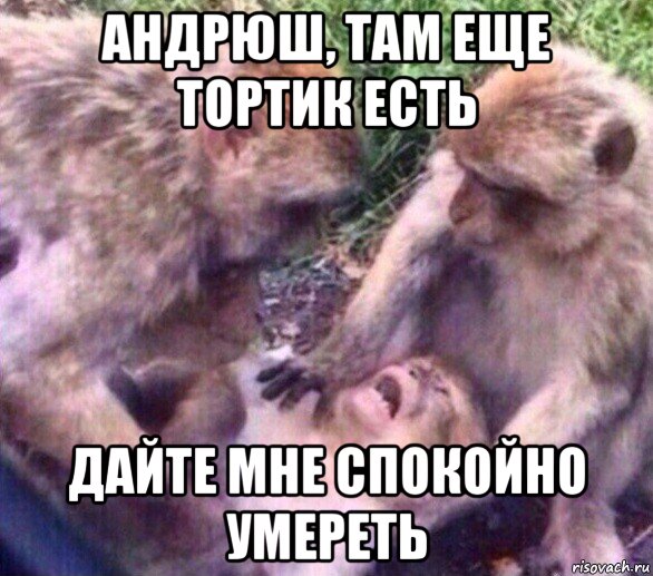 андрюш, там еще тортик есть дайте мне спокойно умереть