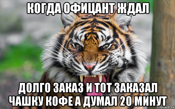 когда офицант ждал долго заказ и тот заказал чашку кофе а думал 20 минут, Мем ДЕРЗКИЙ ТИГР