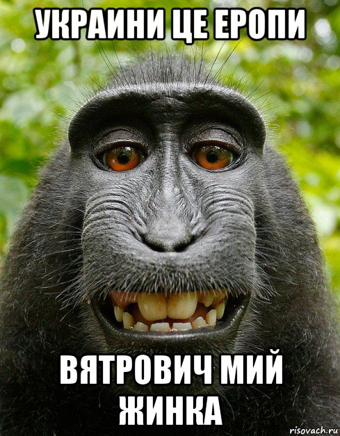 украини це еропи вятрович мий жинка, Мем  Довольная обезьяна