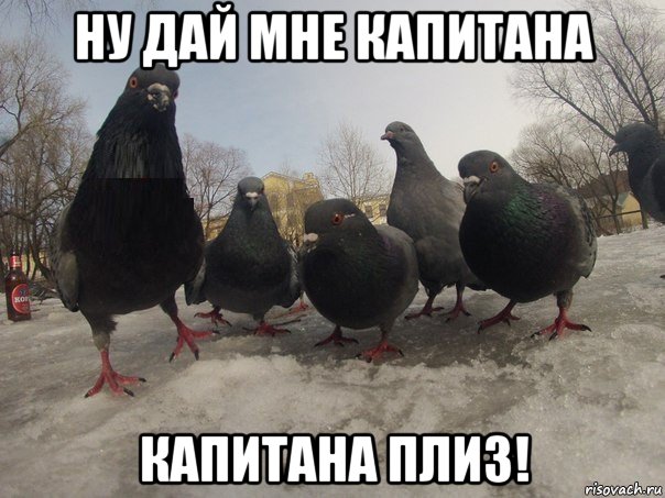 ну дай мне капитана капитана плиз!, Мем голубь