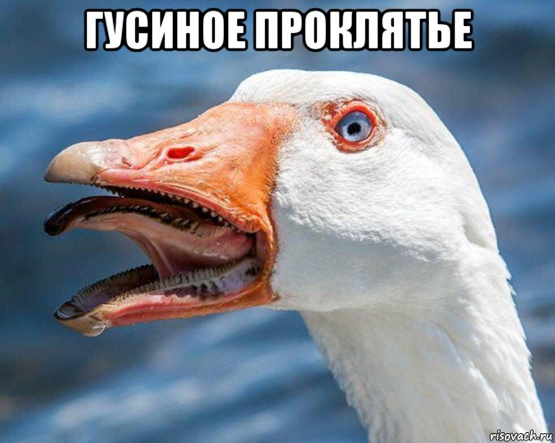 гусиное проклятье , Мем Гуси гуси га-га-га