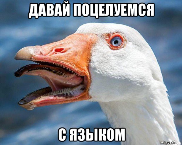 давай поцелуемся с языком, Мем Гуси гуси га-га-га