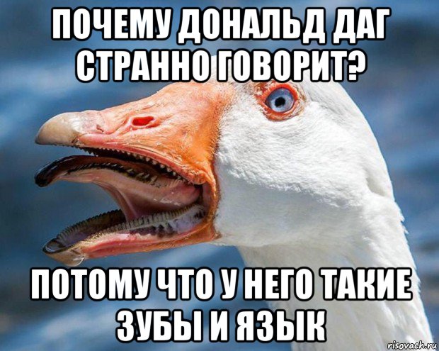 почему дональд даг странно говорит? потому что у него такие зубы и язык, Мем Гуси гуси га-га-га