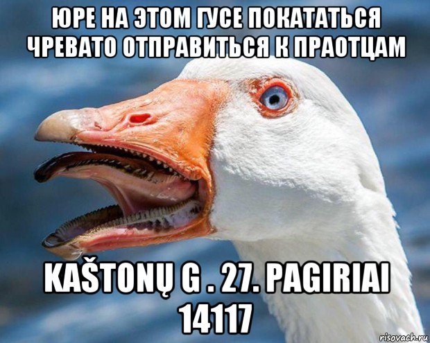 юре на этом гусе покататься чревато отправиться к праотцам kaštonų g . 27. pagiriai 14117, Мем Гуси гуси га-га-га