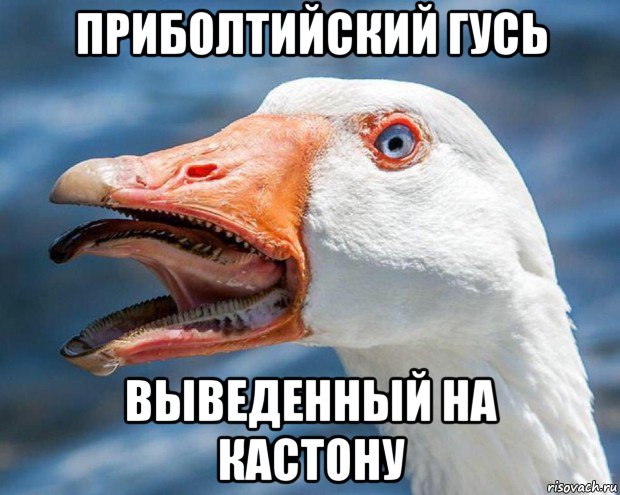 приболтийский гусь выведенный на кастону