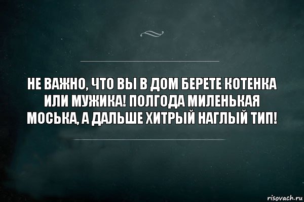 Не важно, что вы в дом берете котенка или мужика! Полгода миленькая моська, а дальше хитрый наглый тип!, Комикс Игра Слов