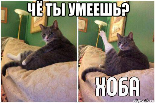 чё ты умеешь? , Комикс Кот Хоба