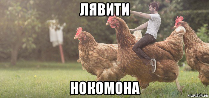 лявити нокомона
