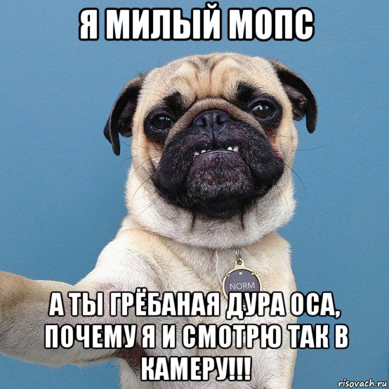 я милый мопс а ты грёбаная дура оса, почему я и смотрю так в камеру!!!