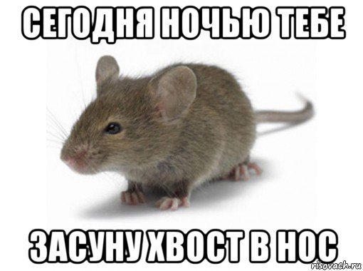 сегодня ночью тебе засуну хвост в нос, Мем Мышь