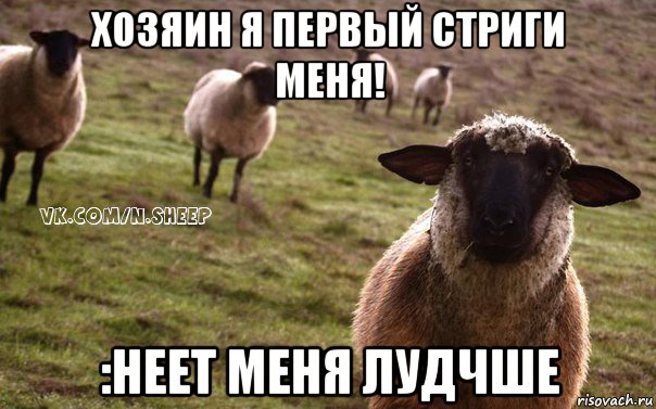 хозяин я первый стриги меня! :неет меня лудчше