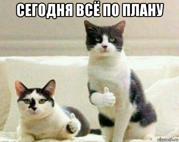 сегодня всё по плану , Мем Норм