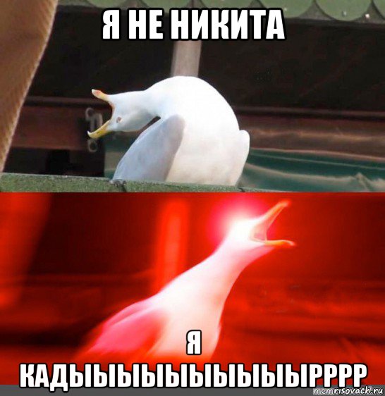 я не никита я кадыыыыыыыыыырррр