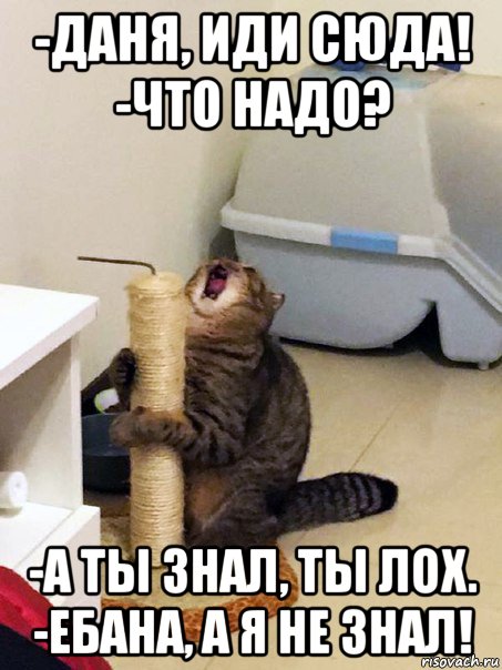 -даня, иди сюда! -что надо? -а ты знал, ты лох. -ебана, а я не знал!, Мем Орущий кот