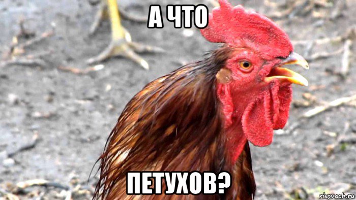 а что петухов?