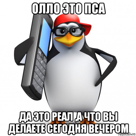 олло это пса да это реал ,а что вы делаете сегодня вечером, Мем   Пингвин звонит