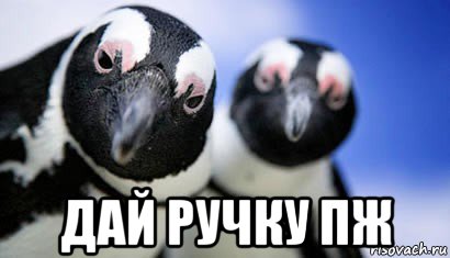  дай ручку пж