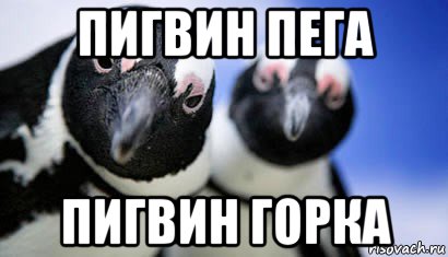 пигвин пега пигвин горка