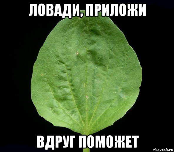 ловади, приложи вдруг поможет