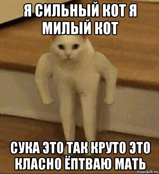 я сильный кот я милый кот сука это так круто это класно ёптваю мать, Мем  Полукот