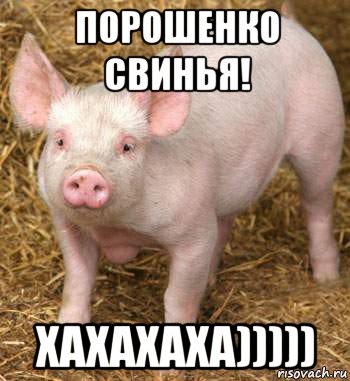 порошенко свинья! хахахаха))))), Мем Поросёнок