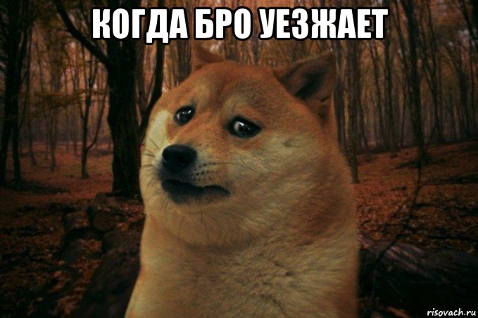 когда бро уезжает , Мем SAD DOGE