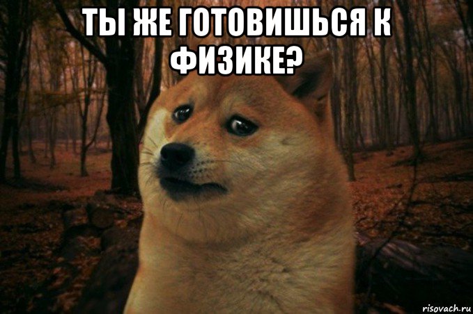 ты же готовишься к физике? , Мем SAD DOGE