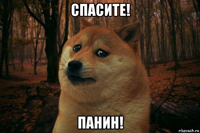 спасите! панин!, Мем SAD DOGE