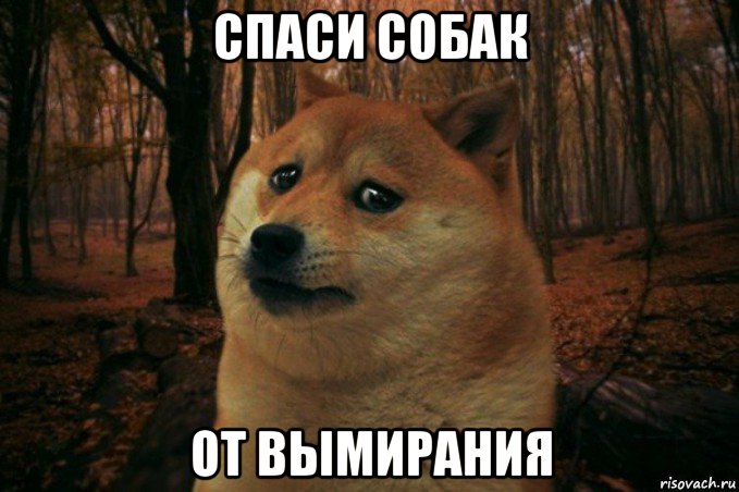 спаси собак от вымирания, Мем SAD DOGE