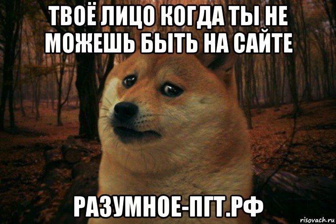 твоё лицо когда ты не можешь быть на сайте разумное-пгт.рф, Мем SAD DOGE