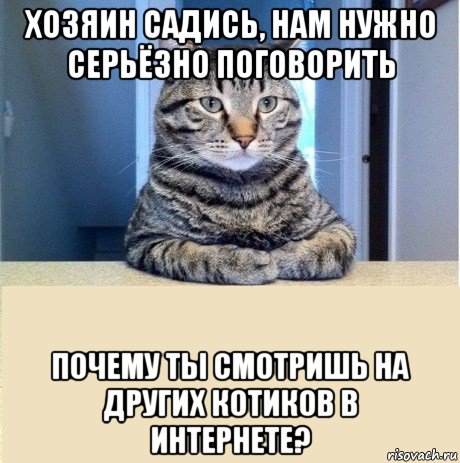 хозяин садись, нам нужно серьёзно поговорить почему ты смотришь на других котиков в интернете?, Мем серьезный кот