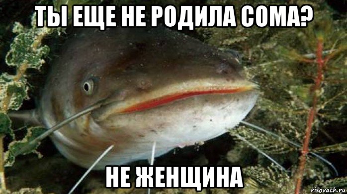 ты еще не родила сома? не женщина, Мем Сома