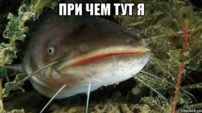 при чем тут я , Мем Сома
