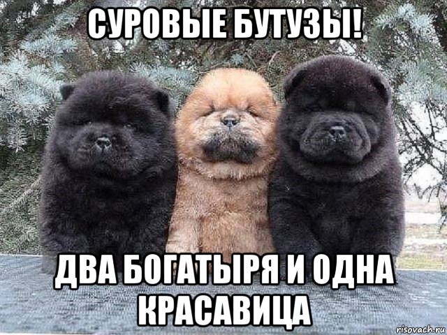 суровые бутузы! два богатыря и одна красавица, Мем Суровые бутузы