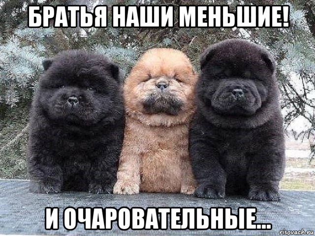 братья наши меньшие! и очаровательные..., Мем Суровые бутузы