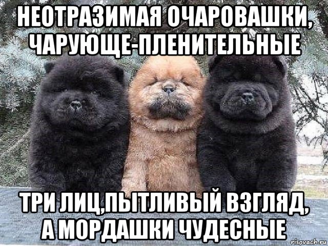 неотразимая очаровашки, чарующе-пленительные три лиц,пытливый взгляд, а мордашки чудесные, Мем Суровые бутузы