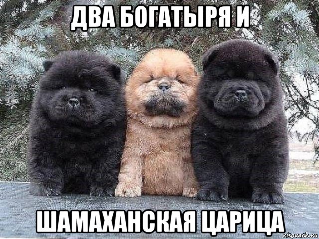 два богатыря и шамаханская царица, Мем Суровые бутузы