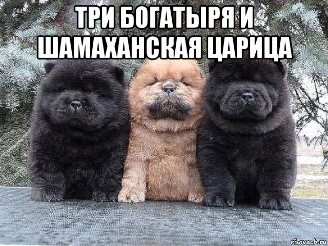 три богатыря и шамаханская царица , Мем Суровые бутузы