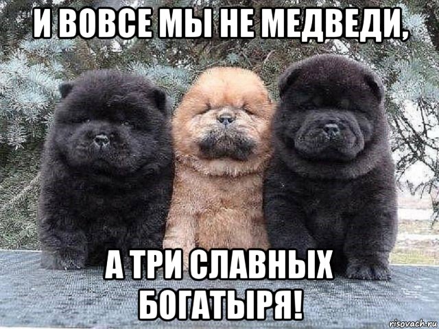 и вовсе мы не медведи, а три славных богатыря!
