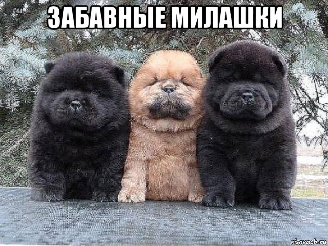 забавные милашки 