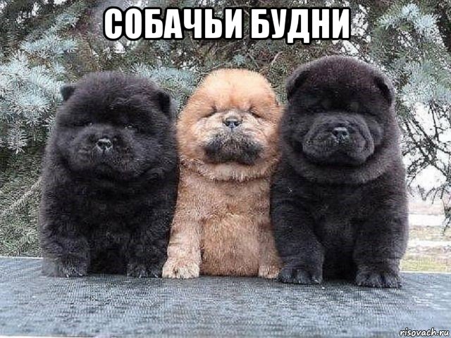 собачьи будни 