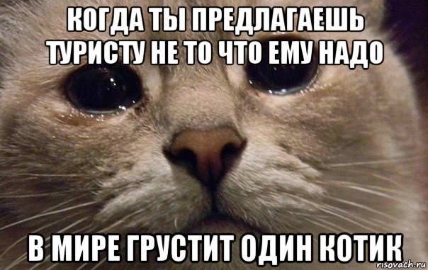 когда ты предлагаешь туристу не то что ему надо в мире грустит один котик, Мем   В мире грустит один котик