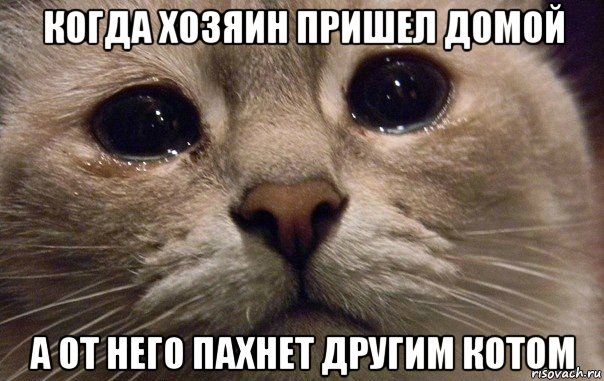 когда хозяин пришел домой а от него пахнет другим котом, Мем   В мире грустит один котик