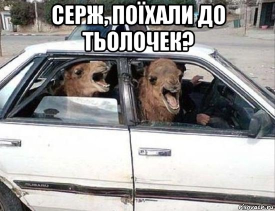 серж, поїхали до тьолочек? , Мем Верблюд в машине