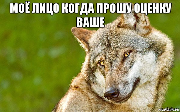 моё лицо когда прошу оценку ваше , Мем   Volf