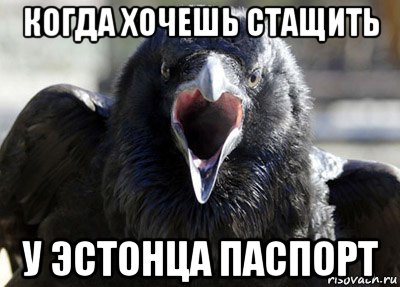 когда хочешь стащить у эстонца паспорт, Мем ворона