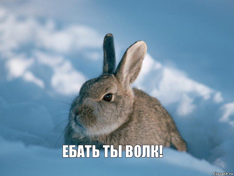 Ебать ты волк!, Комикс ЗАЯЦ