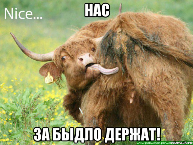 нас за быдло держат!