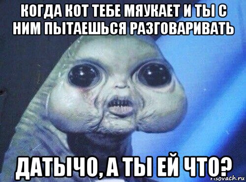 когда кот тебе мяукает и ты с ним пытаешься разговаривать датычо, а ты ей что?
