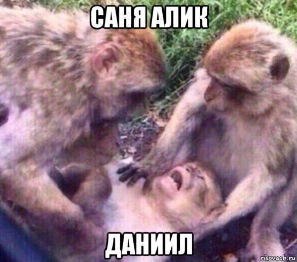 саня алик даниил
